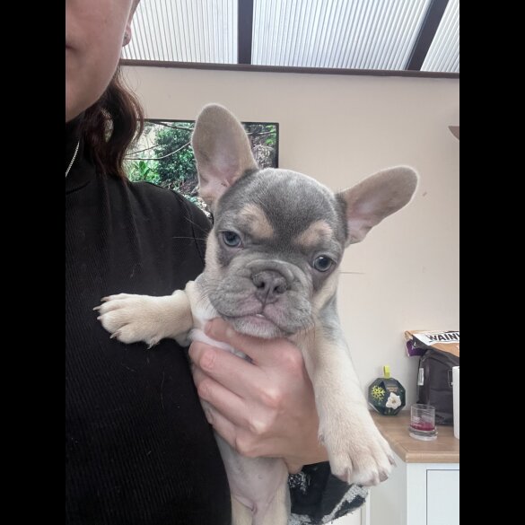 French Bulldog - Both