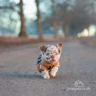 French Bulldog - Both