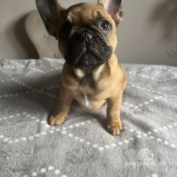 French Bulldog - Both