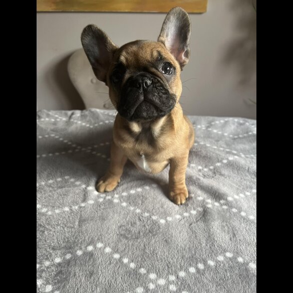 French Bulldog - Both