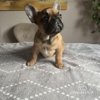 French Bulldog - Both