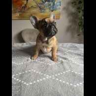 French Bulldog - Both