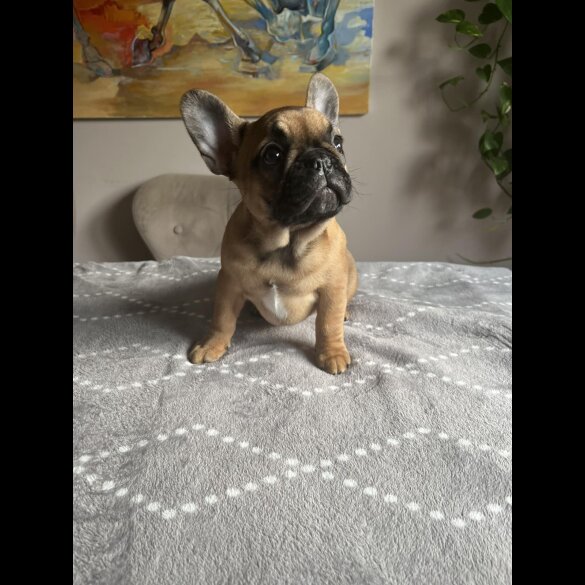 French Bulldog - Both