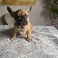 French Bulldog - Both