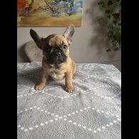 French Bulldog - Both