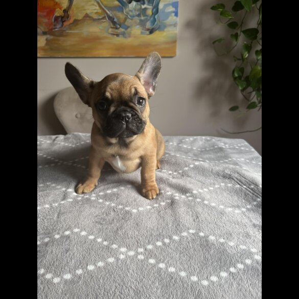 French Bulldog - Both