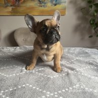 French Bulldog - Both