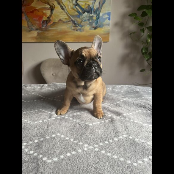 French Bulldog - Both