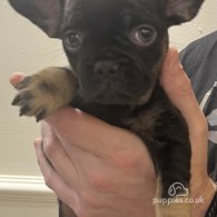 French Bulldog - Both