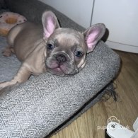 French Bulldog - Bitches