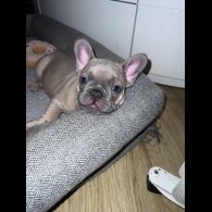 French Bulldog - Bitches