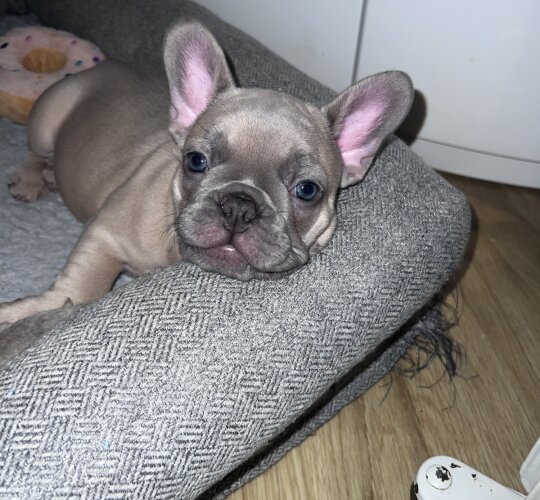 French Bulldog