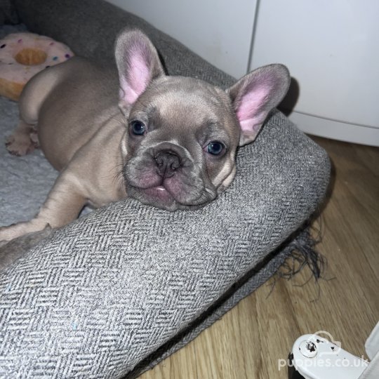 French Bulldog - Bitches