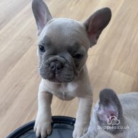 French Bulldog - Bitches