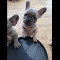 French Bulldog - Bitches