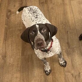 German Pointer - Both