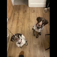 German Pointer - Both