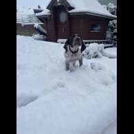 German Pointer - Both