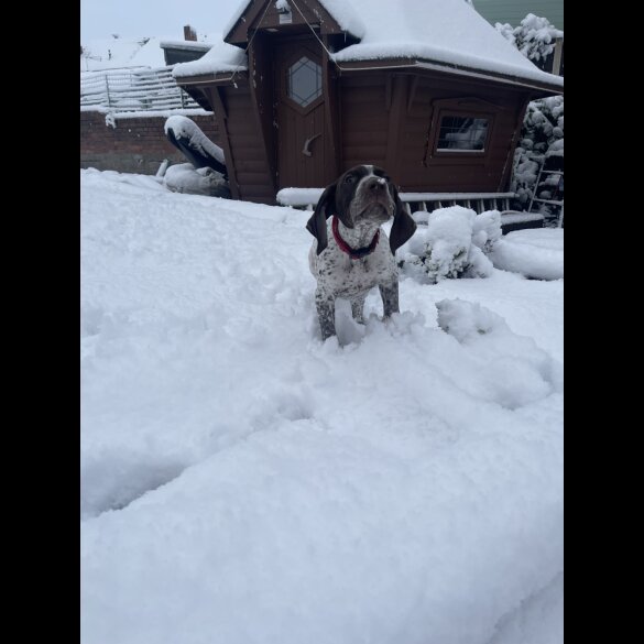 German Pointer - Both