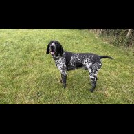 German Pointer