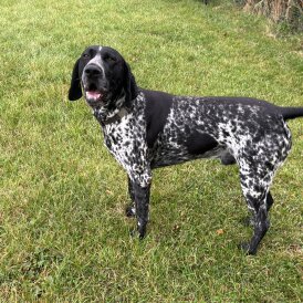 German Pointer