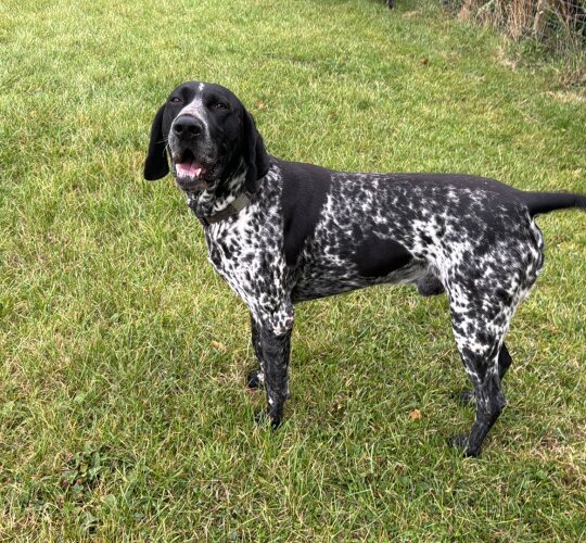 German Pointer