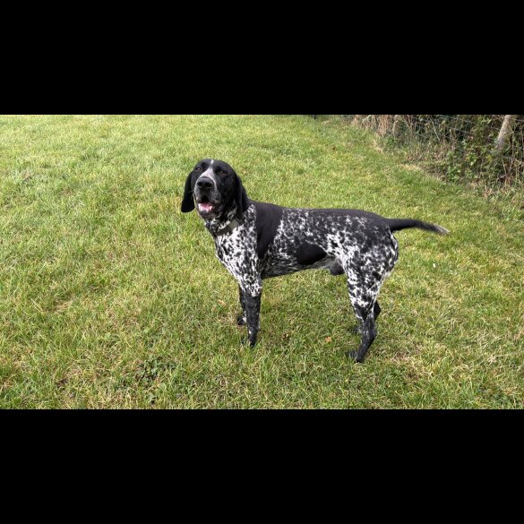 German Pointer