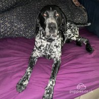 German Pointer