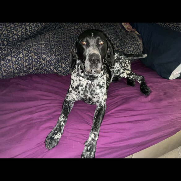 German Pointer