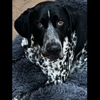 German Pointer