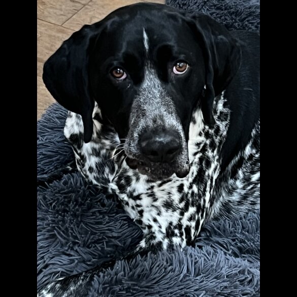 German Pointer