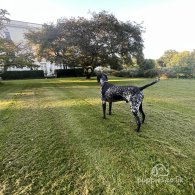 German Pointer