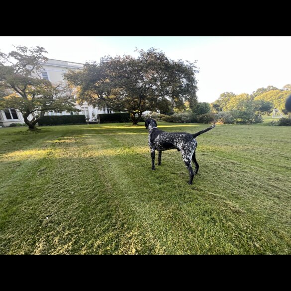 German Pointer