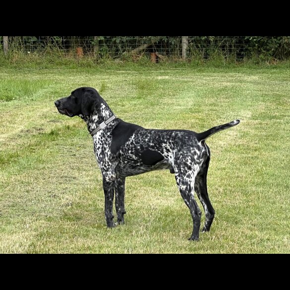 German Pointer