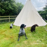 German Pointer