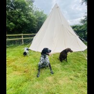 German Pointer