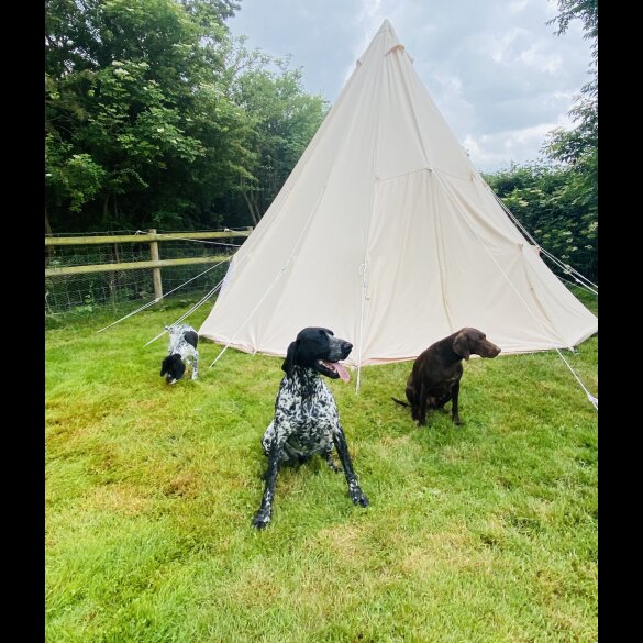 German Pointer