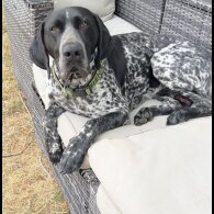 German Pointer