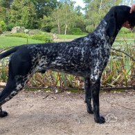 German Pointer