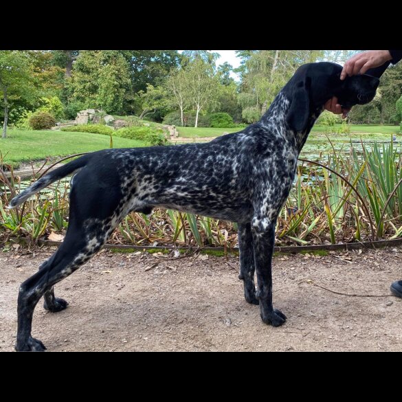 German Pointer