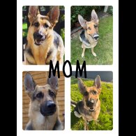 German Shepherd (Alsatian) - Both