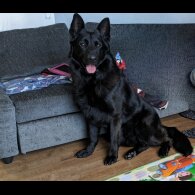 German Shepherd (Alsatian) - Both