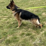 German Shepherd (Alsatian)