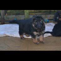 German Shepherd (Alsatian) - Both