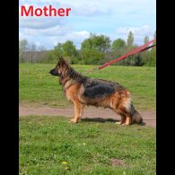 German Shepherd (Alsatian) - Both