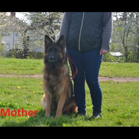 German Shepherd (Alsatian) - Both