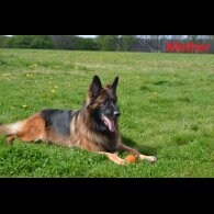 German Shepherd (Alsatian) - Both