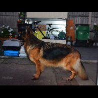 German Shepherd (Alsatian) - Both