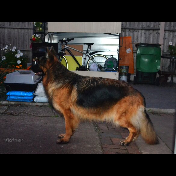 German Shepherd (Alsatian) - Both