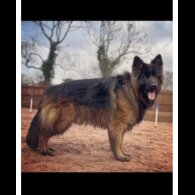 German Shepherd (Alsatian) - Both